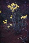 : - Waitzia nitida