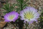 : - Centaurea chilensis