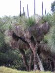: - Xanthorrhoea glauca subsp. glauca