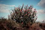 : - Banksia coccinea