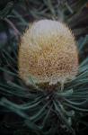 : - Banksia hookeriana