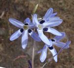 : - Conanthera campanulata