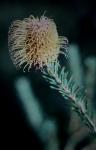 : - Banksia pulchella
