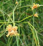 : - Ephedra tweediana