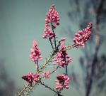 : - Comesperma ericinum