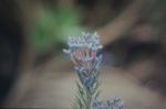 : - Conospermum coerulescens subsp. dorrienii