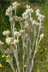 : - Gnaphalium viravira