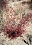 : - Dodonaea peduncularis