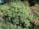 : - Enchylaena tomentosa