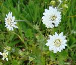 : - Leucheria cerberoana