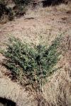 : - Eremophila latrobei subsp. glabra