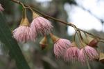 : - Eucalyptus leucoxylon subsp. leucoxylon
