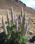 :-Lupinus weberbaueri