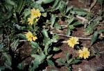 : - Goodenia cycloptera