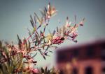: - Grevillea sericea