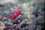 : - Grevillea thelemanniana