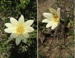 : - Mutisia rosea