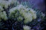 : - Hakea corymbosa