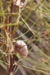 : - Hakea rostrata