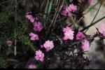 : - Hemiandra pungens