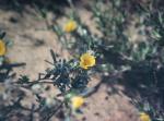 : - Hibbertia glomerosa