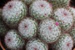 Seidiger Warzenkaktus - Mammillaria bombycina