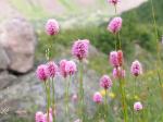 Schlangen-Wiesenknöterich - Persicaria bistorta