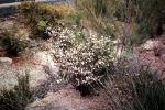 : - Philotheca salsolifolia subsp. salsolifolia