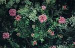 :-Pimelea ferruginea