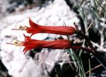 : - Phycella herbertiana