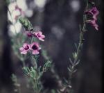 : - Prostanthera saxicola