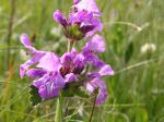 Großblütiger Ziest - Stachys macrantha