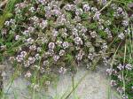 : - Thymus collinus