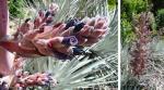 :-Puya ferruginea