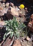 : - Senecio gilliesii