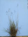 : - Bothriochloa bladhii