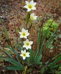 : - Sisyrinchium cuspidatum