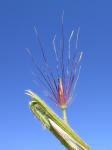 Lampenputzergras - Pennisetum alopecuroides