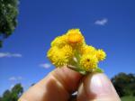 : - Chrysocephalum apiculatum