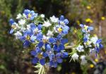 : - Triptilion spinosum