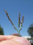 : - Digitaria didactyla