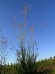 Pangolagras-Digitaria eriantha