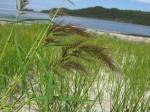 : - Echinochloa telmatophila