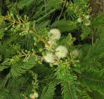 : - Acacia angustissima