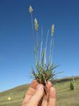 : - Enneapogon nigricans