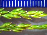 : - Entolasia marginata