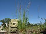 : - Eragrostis elongata