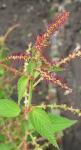 : - Acalypha langiana
