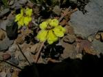 :-Goodenia hederacea