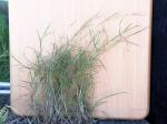 :-Hyparrhenia filipendula